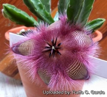 Stapelia hirsuta L.