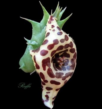 Huernia laevis