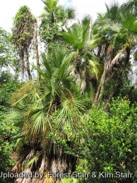 Acoelorrhaphe wrightii