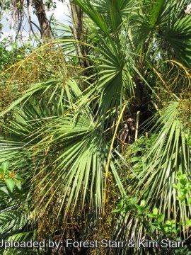 Acoelorrhaphe wrightii