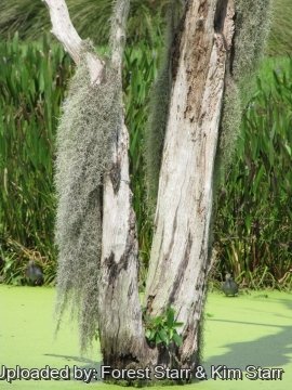 Tillandsia usneoides