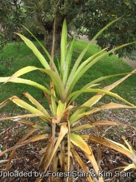 Ananas bracteatus