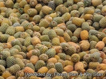 Ananas comosus