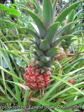 Ananas ananassoides var. nanus
