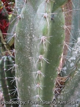 Cereus hexagonus