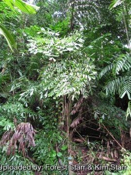 Caryota urens