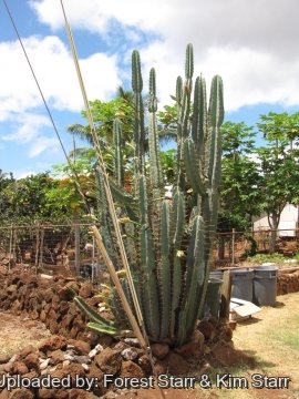 Cereus hildmannianus subs. uruguayanus