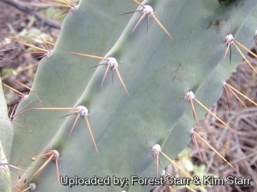 Cereus hildmannianus subs. uruguayanus