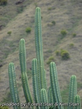 Echinopsis pachanoi