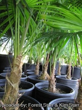 Coccothrinax barbadensis