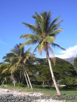 Cocos nucifera