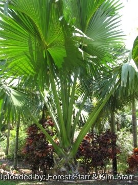Corypha umbraculifera