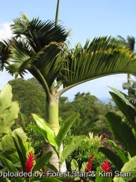 Hyophorbe lagenicaulis