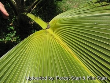 Pritchardia glabrata