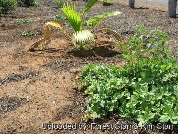 Pritchardia hillebrandii