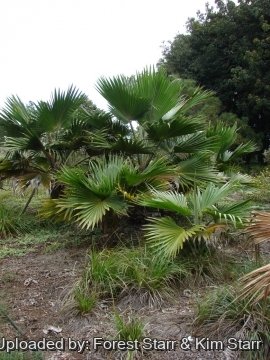 Pritchardia hillebrandii