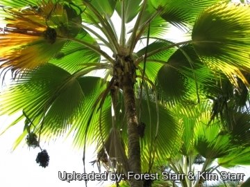 Pritchardia thurstonii