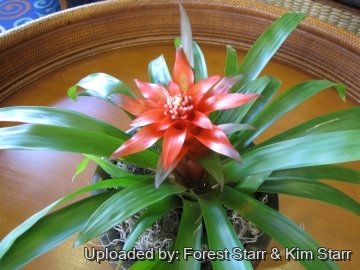 Guzmania lingulata