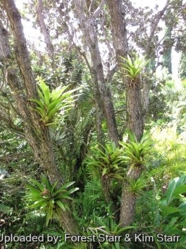 Guzmania monostachia