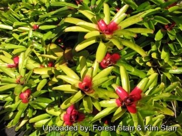 Neoregelia carolinae