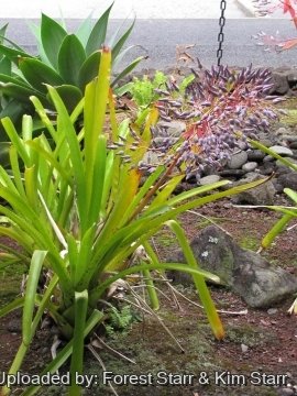 Portea petropolitana
