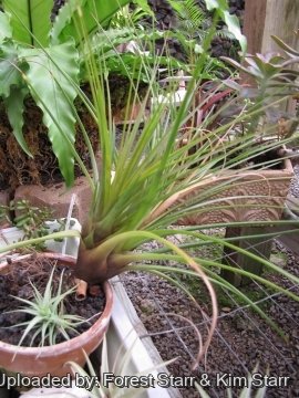 Tillandsia cyanea