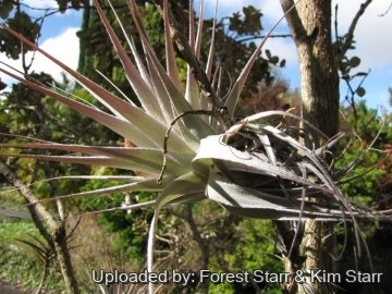 Tillandsia gardneri
