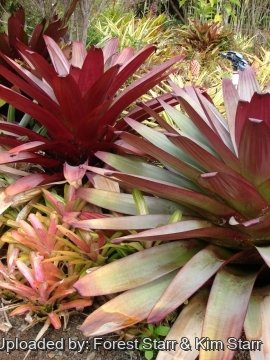 Vriesea imperialis
