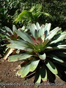 Vriesea imperialis