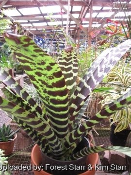 Vriesea splendens