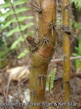 Pereskia grandifolia