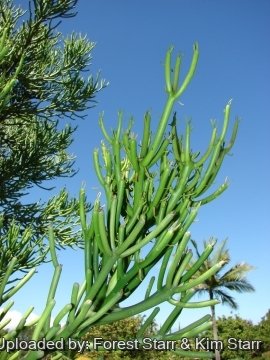 Euphorbia tirucalli