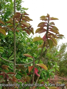 Euphorbia umbellata cv. Rubra