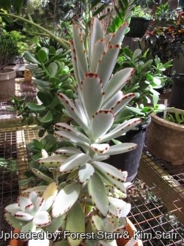 Kalanchoe tomentosa