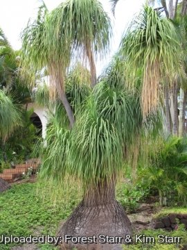 Beaucarnea recurvata