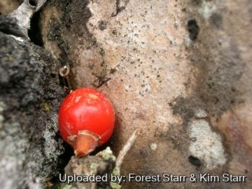 Dracaena auwahiensis