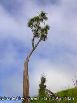 Dracaena auwahiensis