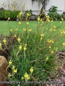 Bulbine frutescens