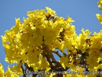 Tabebuia aurea