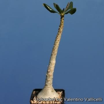 Adenium obesum subs. socotranum