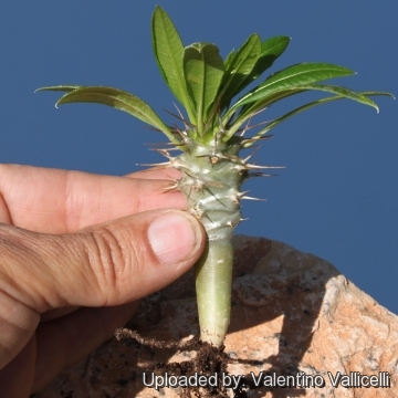 Pachypodium lamerei var. ramosum