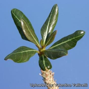 Adenium obesum subs. socotranum