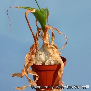 Ornithogalum caudatum