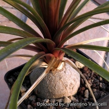 Beaucarnea recurvata