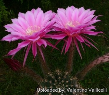 Echinopsis cv. Eroica