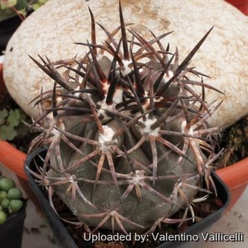 Copiapoa dura