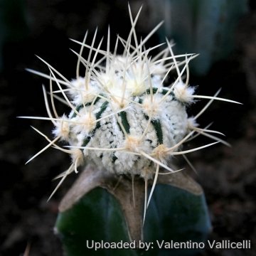 Astrophytum hybrid SEN-SK (A. senilis x A. asterias cv. Superkabuto)