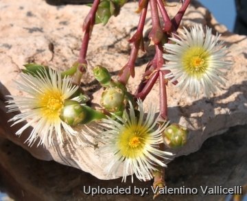 Sceletium tortuosum