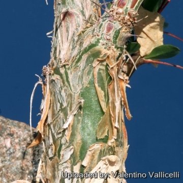Fouquieria splendens