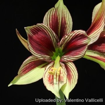 Hippeastrum papilio